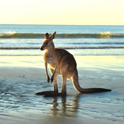 kangeroo-at-the-beach