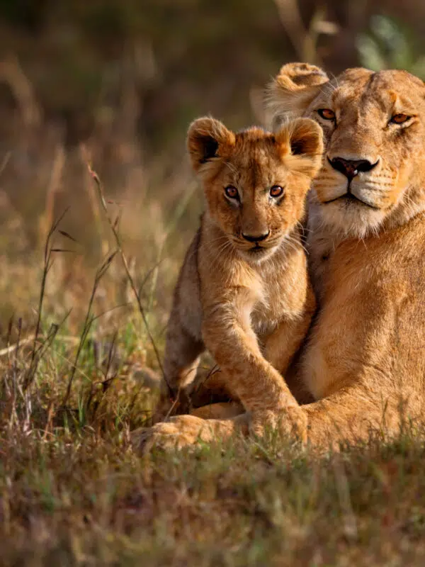 Lions on a safari during a school expedition in eSwatini