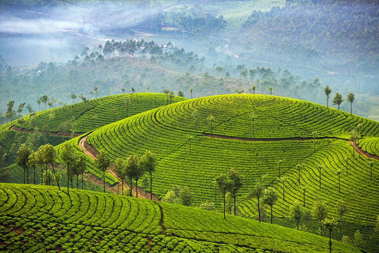 Munnar Tea Plantations in India