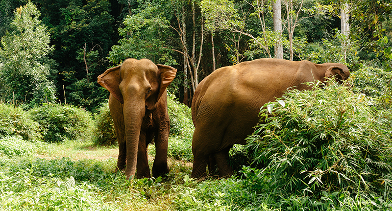 Elephants in a Nature Reserve
