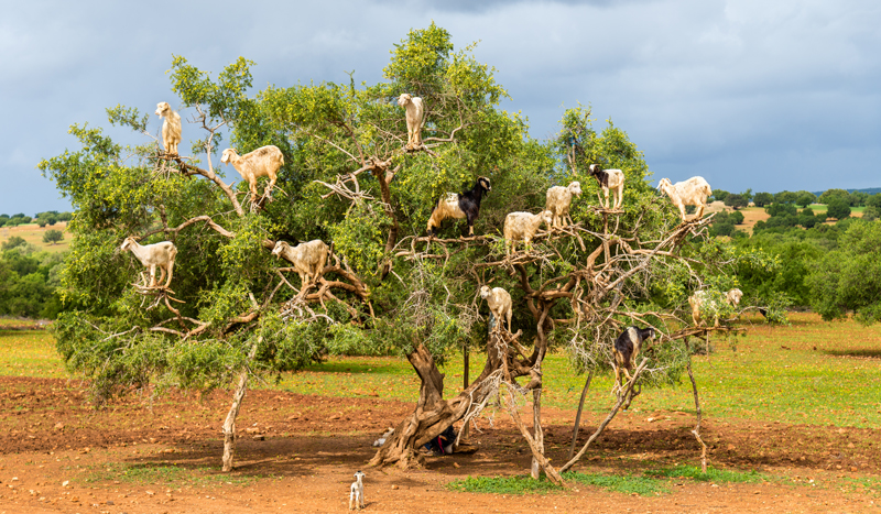 Spotting goats in a tree on an overseas school trip to Morocco