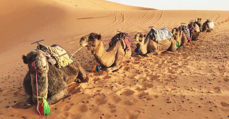 Camels resting in the desert after transporting students on a school trip to Morocco