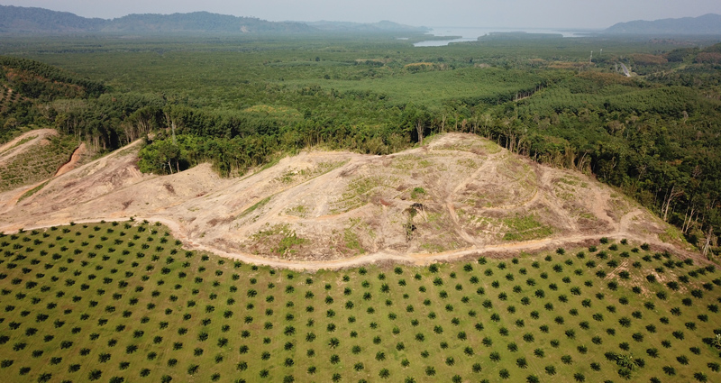 Visiting a deforestation site in Borneo on sustainable school trips