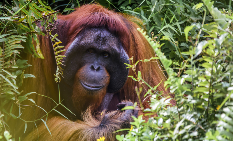 An orangutan in Borneo