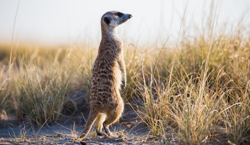 Watching a meerkat on safari on an overseas school trip