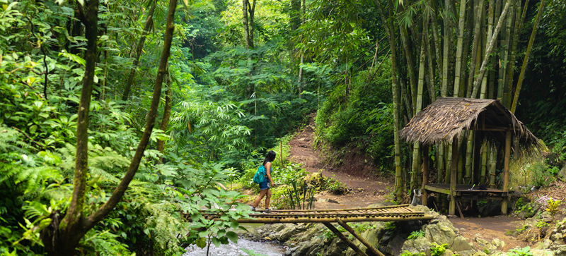 A student walking over a bridge in a bamboo forest on an overseas school trip