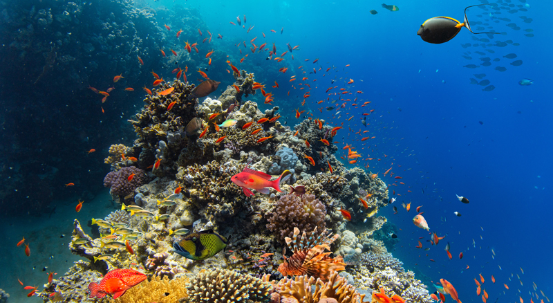 A coral reef teeming with fish