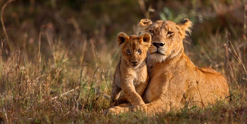 Lioness with cub on safari in Mozambique on a school trip