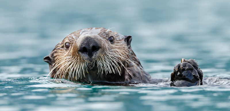 Spotting an otter in Croatia - educational trip ideas