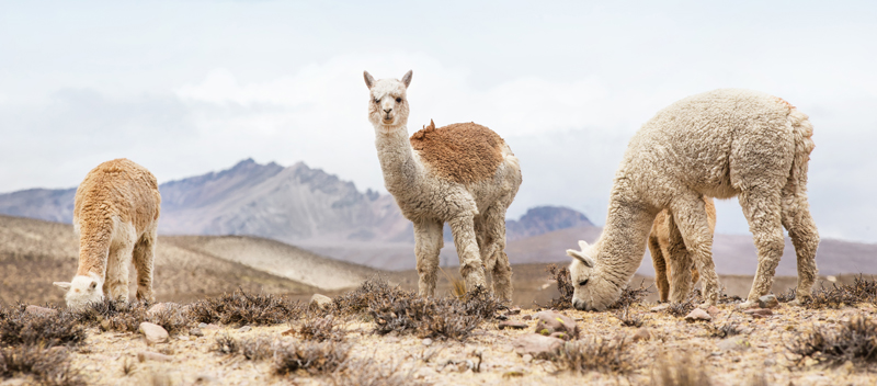 Explore Peru for educational trip ideas