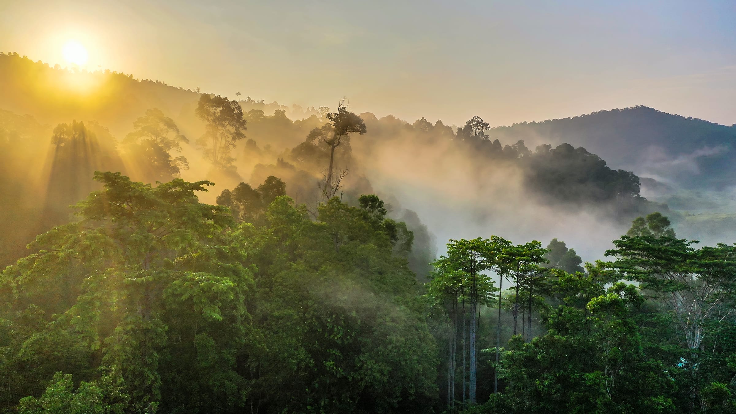 Jungle Trekking in Borneo