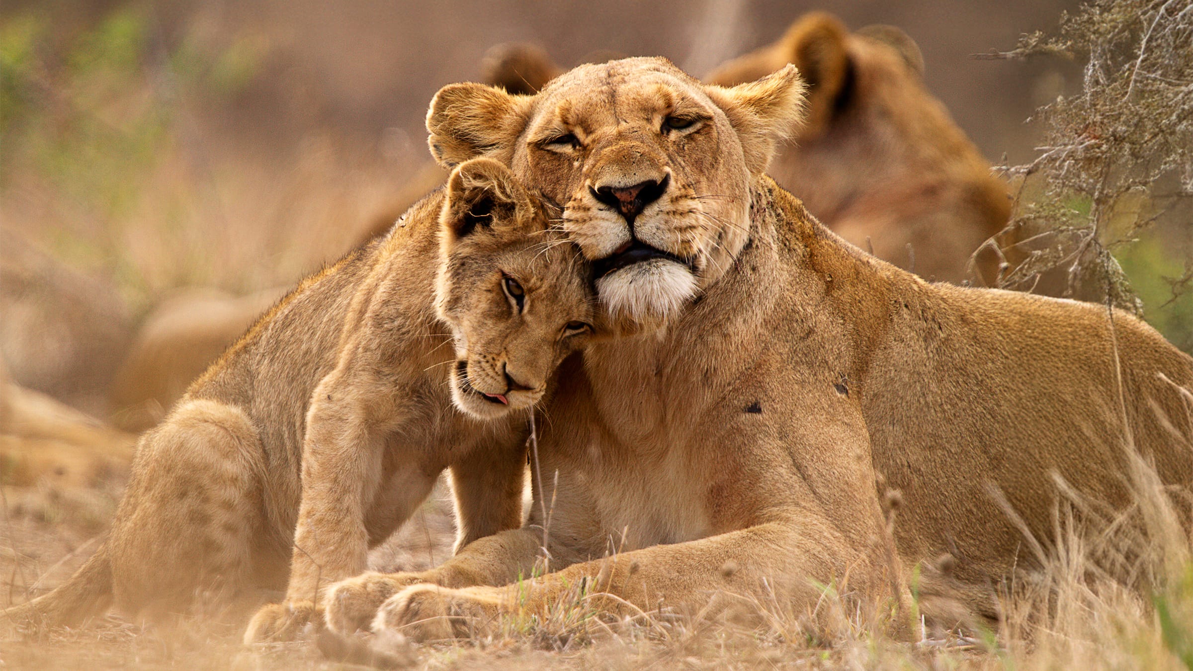 Wildlife Conservation in Eswatini & Kruger