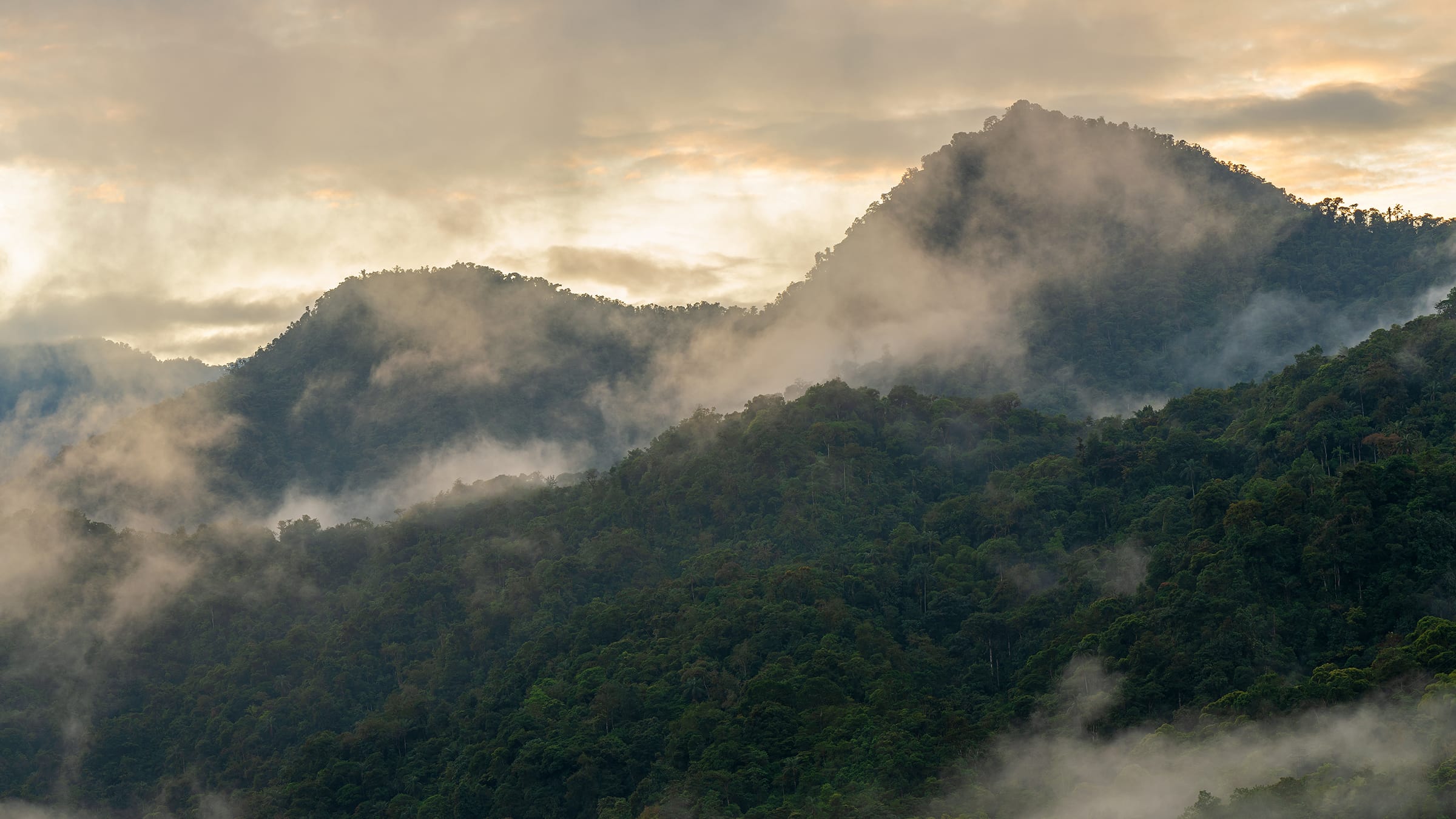 Reforestation & Research in Ecuador