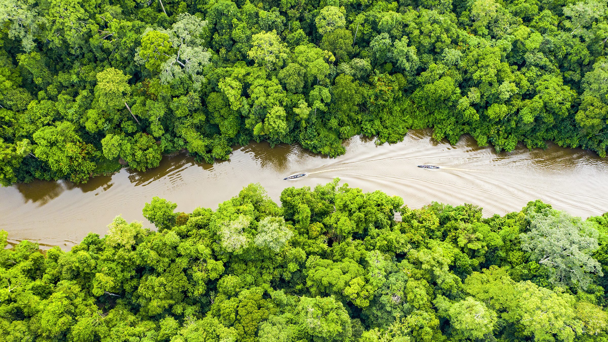 Jungle Trekking in Malaysia