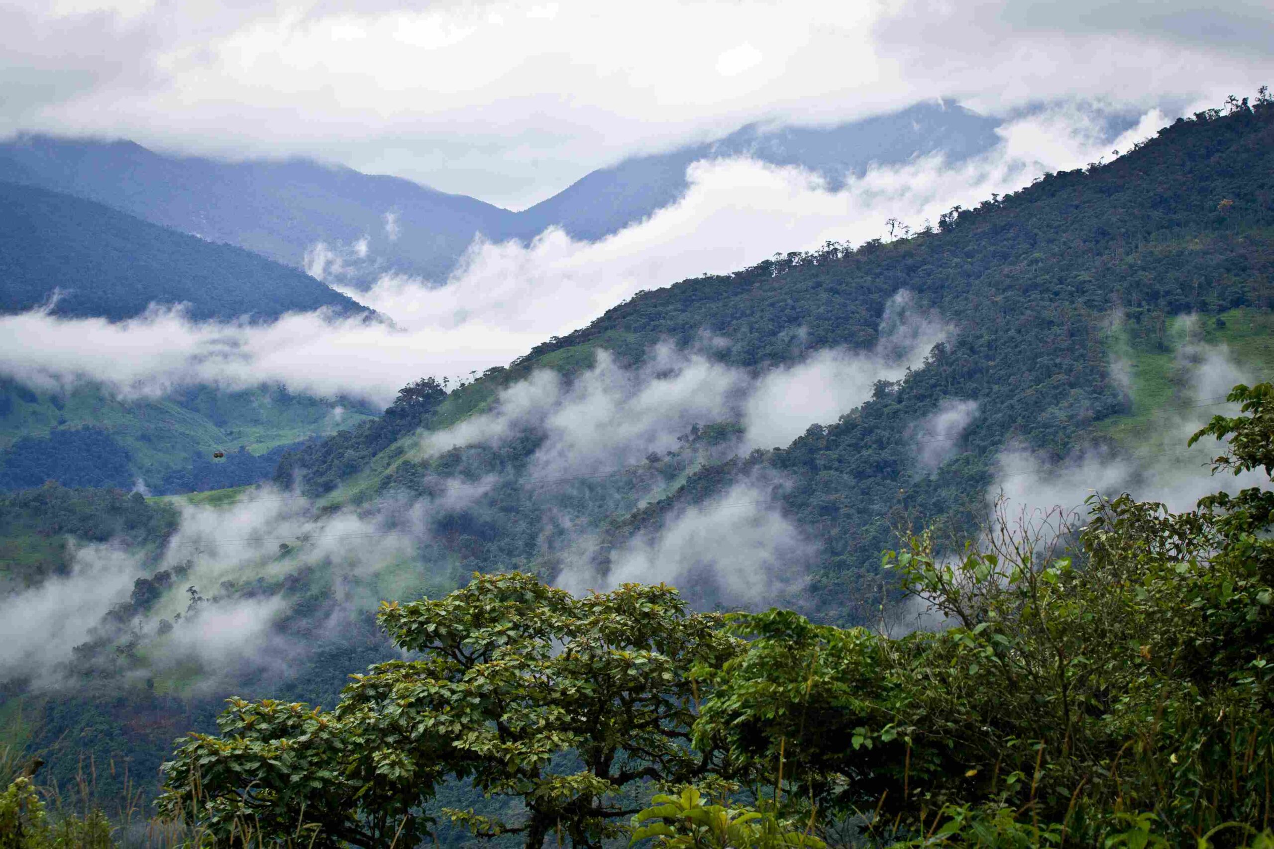 Cloud Forest Reforestation in Ecuador
