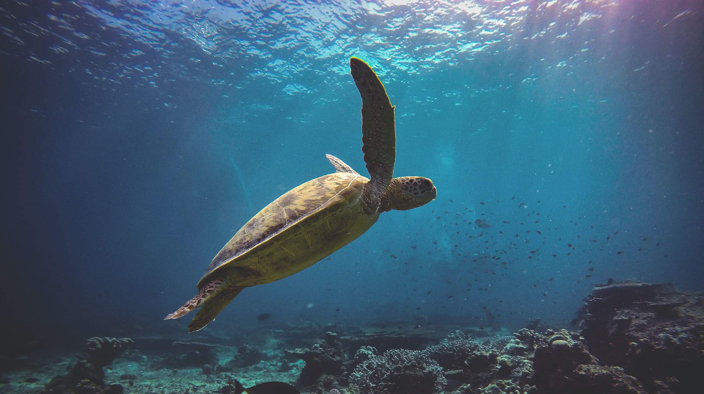 Turtle Conservation in Malaysia