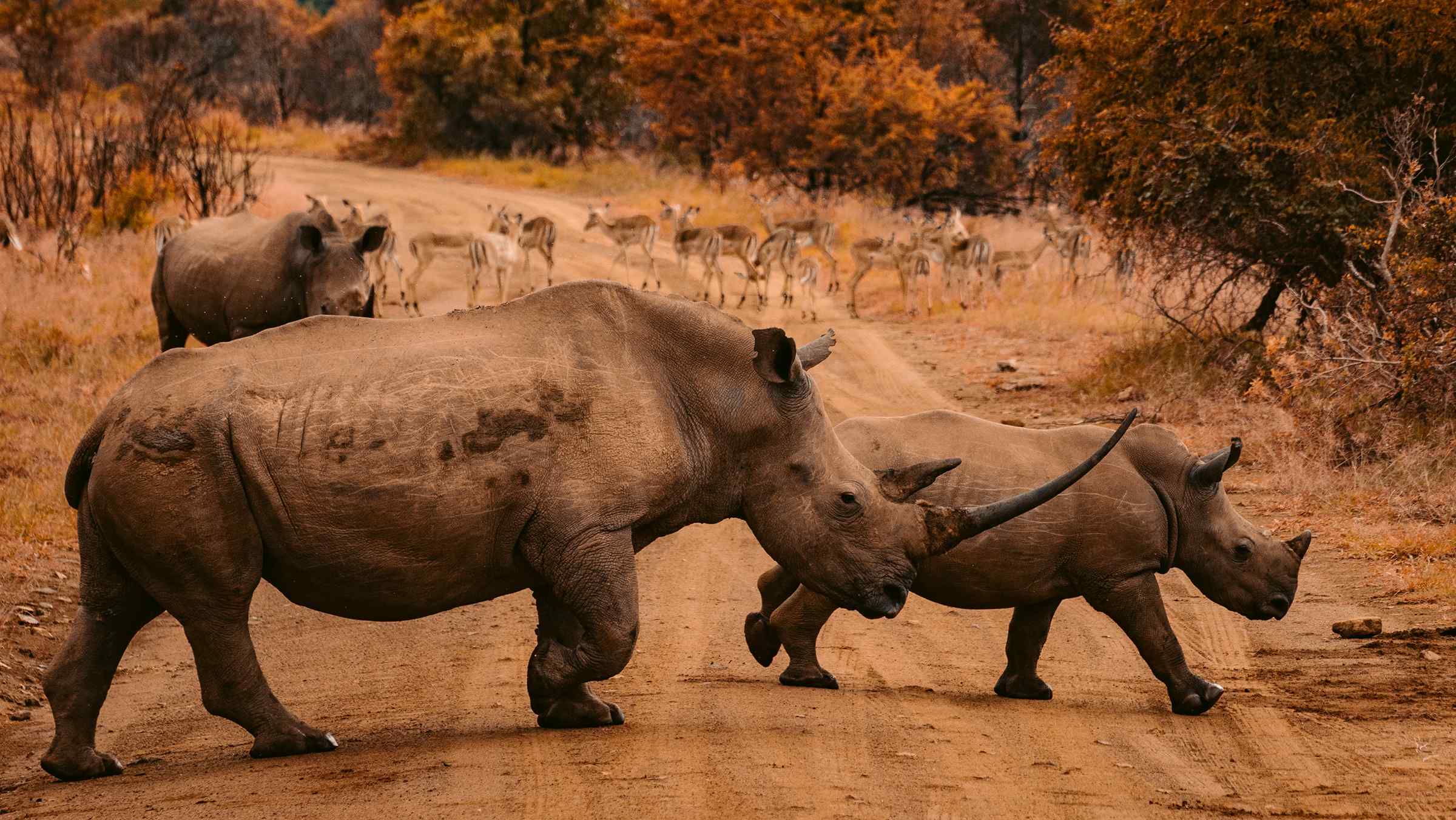 White Rhino Conservation Expedition in Zambia